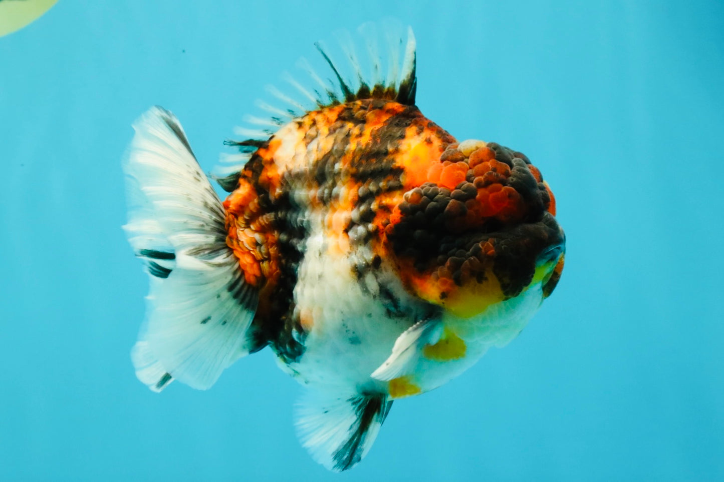 UNIQUE AAA Grade Special Tiger Yuanbao Male 5-5.5 inches #031326YB_23