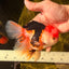 CHARLIE A Grade Tricolor Oranda Male 5.5 inches #032026OR_13
