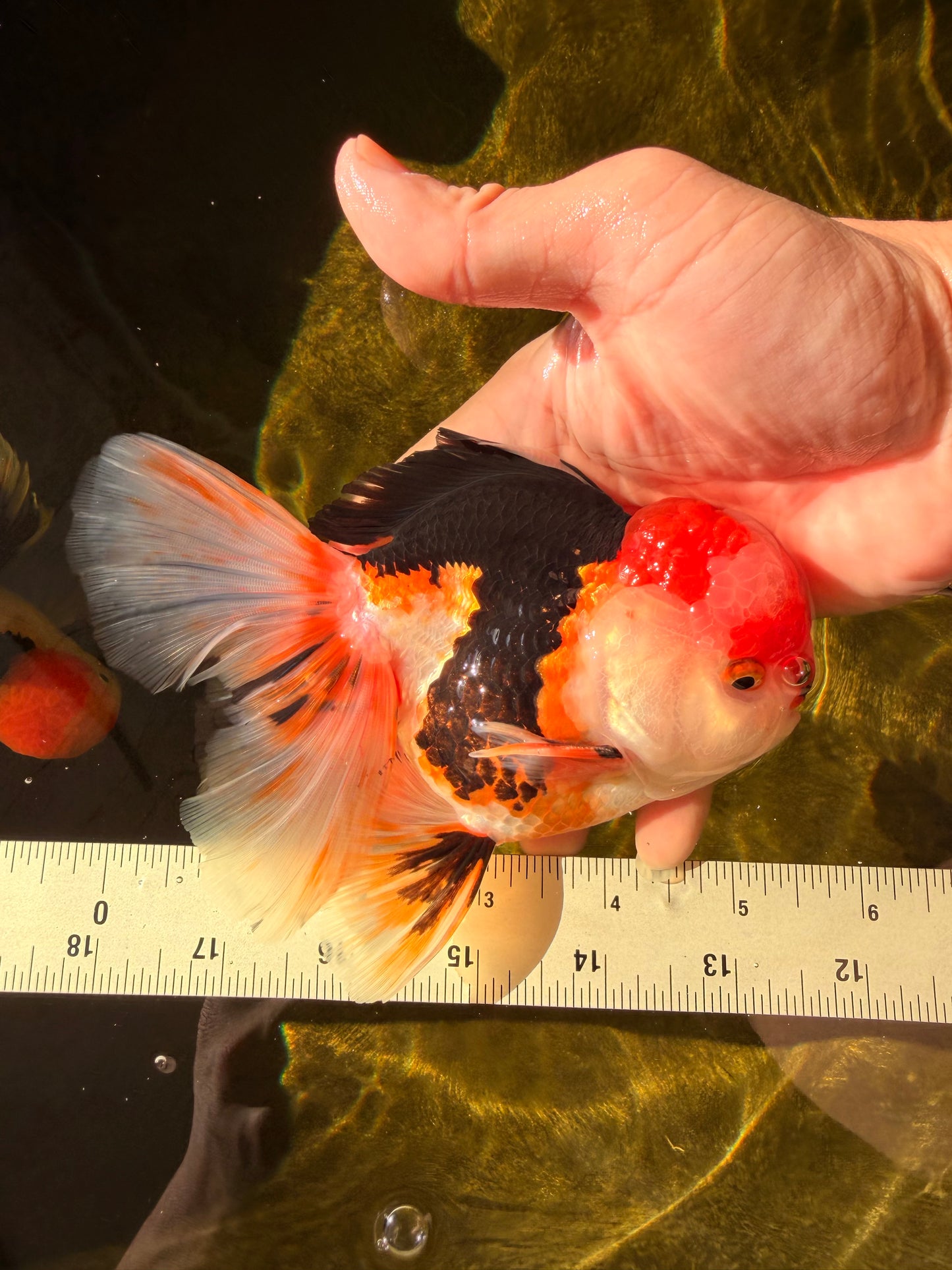 CHARLIE A Grade Tricolor Oranda Male 5.5 inches #032026OR_13