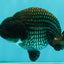 CHUBBY A Grade Blue Ranchu Female 5 inches #080726RC_29