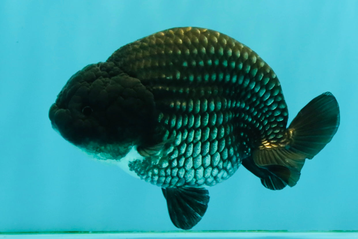 CHUBBY A Grade Blue Ranchu Female 5 inches #080726RC_29