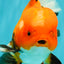 A Grade Apache Oranda Male 6 inches #080726OR_05