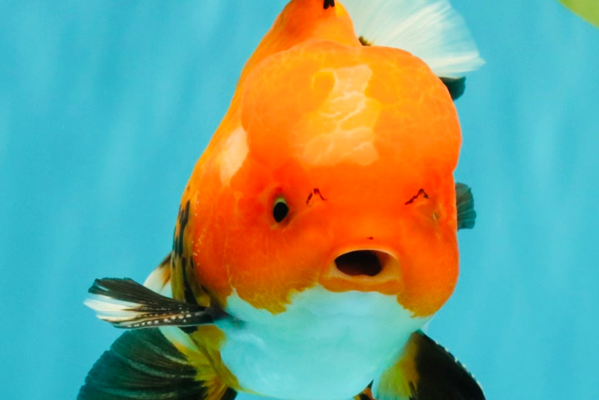 A Grade Apache Oranda Male 6 inches #080726OR_05