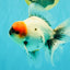 SPECIAL A Grade Red Head Marble Oranda Male 6.5-7 inches #082826OR_05