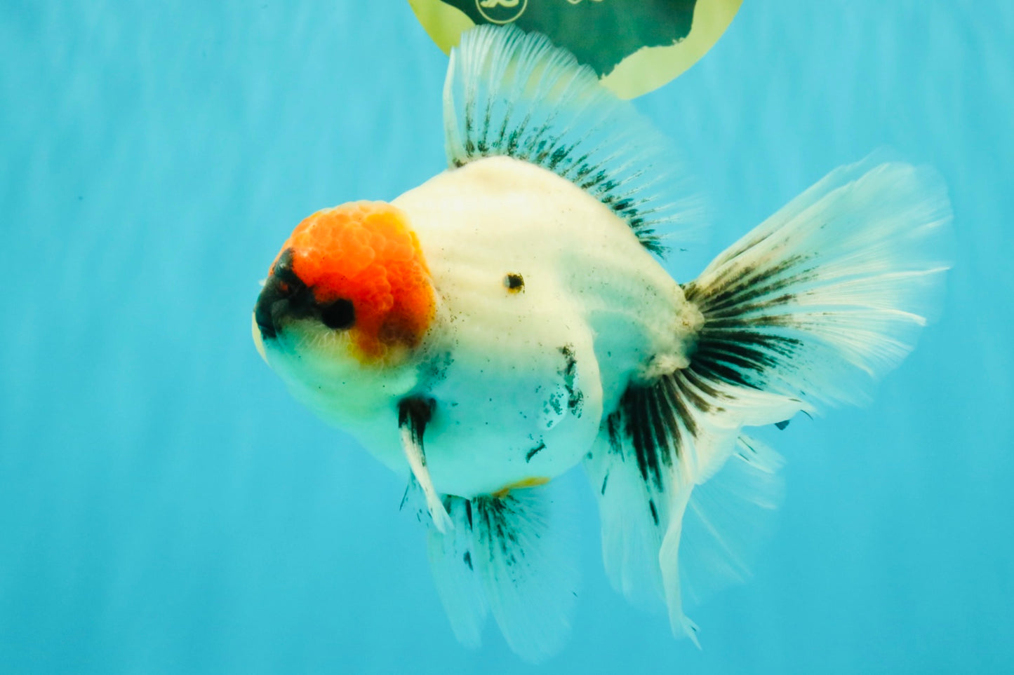SPECIAL A Grade Red Head Marble Oranda Male 6.5-7 inches #082826OR_05