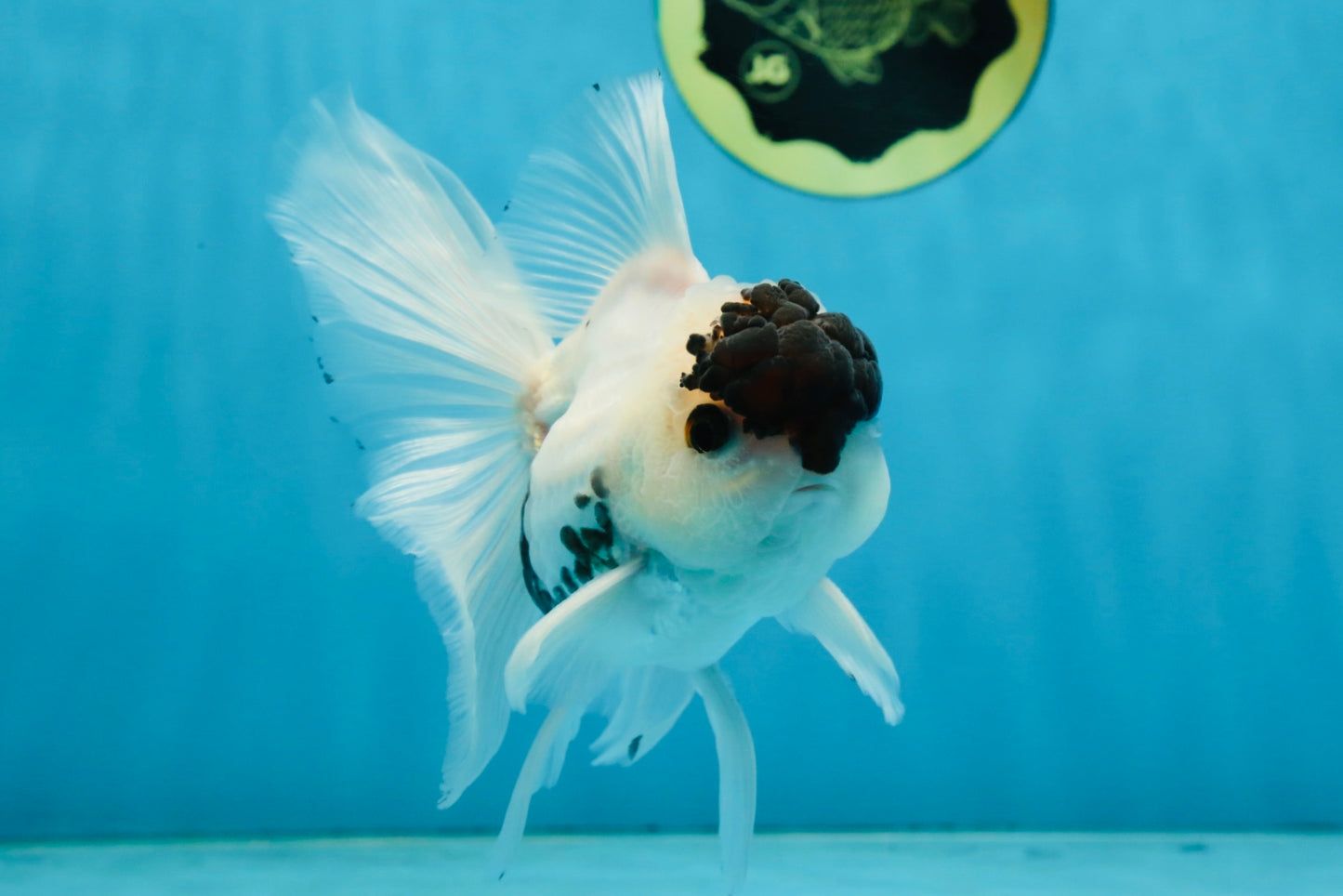 Panda Button Eyes Oranda Male 5 inches #091225OR_21