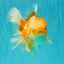 A Grade Cheese Orange White Oranda Male 5.5 inches #062626OR_22