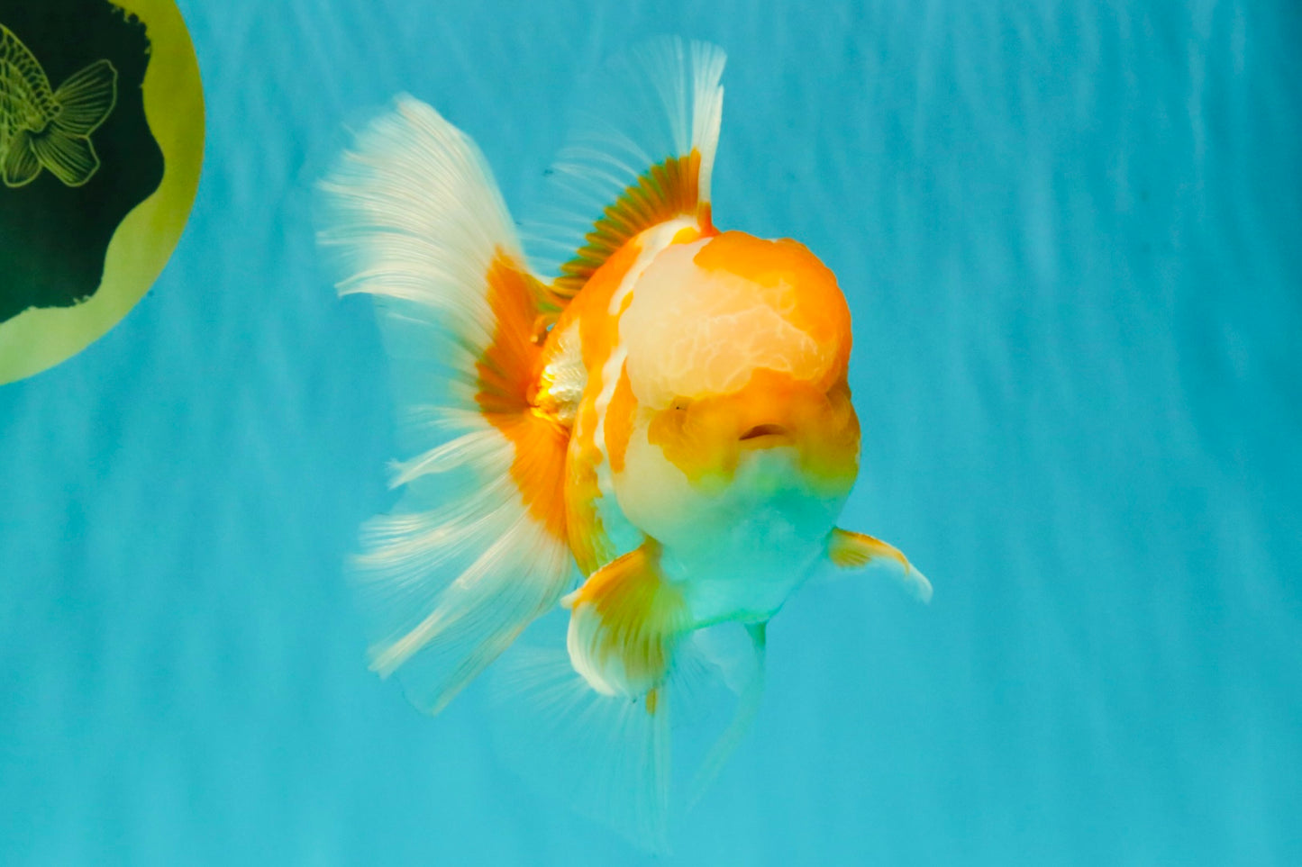 A Grade Cheese Orange White Oranda Male 5.5 inches #062626OR_22