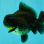 AAA Grade Black Yuanbao Female 4.5 inches #100226YB_11