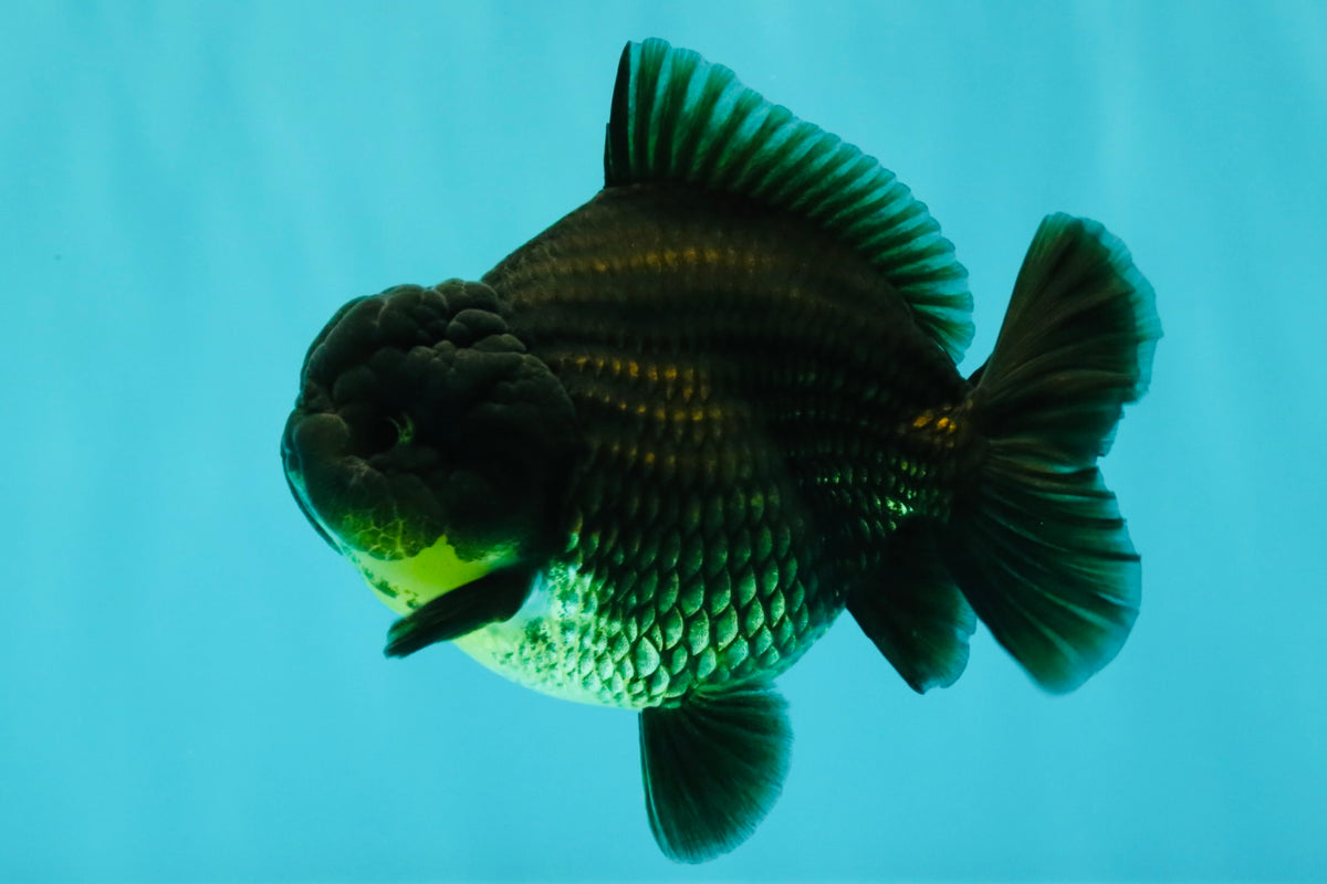 AAA Grade Black Yuanbao Female 4.5 inches #100226YB_11