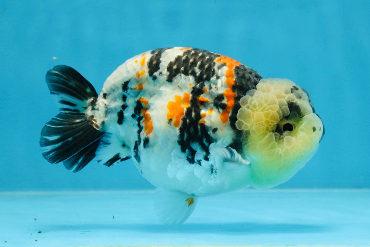 A Grade Special Tricolor LionKing 4.5-5 inches #100325LC_07