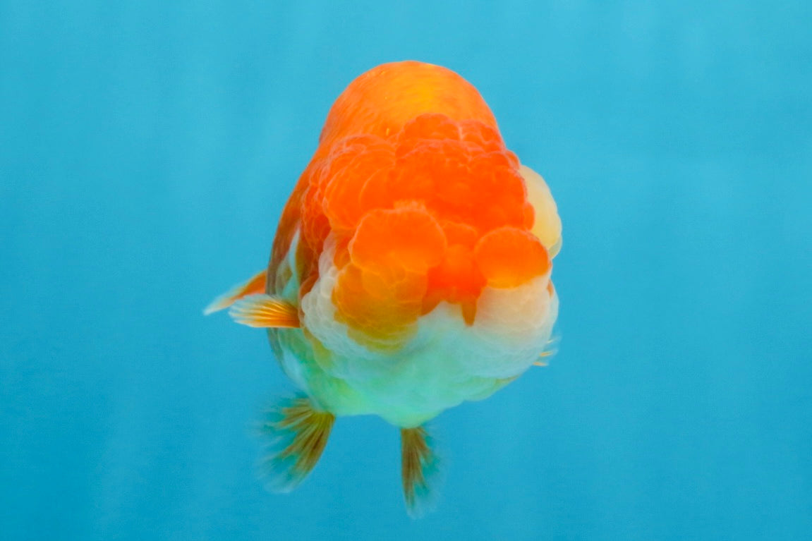 AAA Grade Red White LionQueen 4 inches #103125LC_29