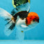A Grade Tricolor Oranda Male 5.5 inches #060625OR_19