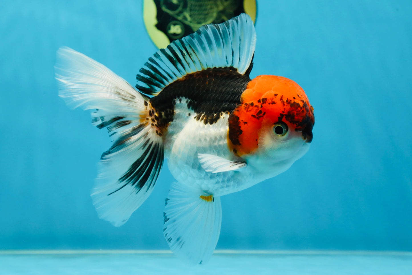 A Grade Tricolor Oranda Male 5.5 inches #060625OR_19
