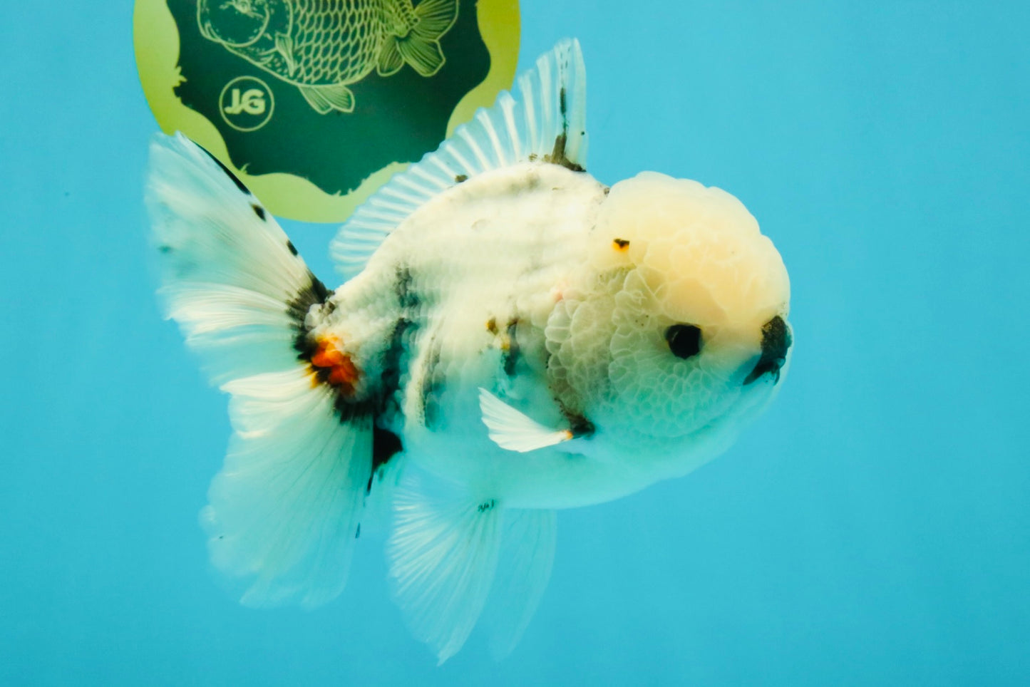 CHONKY A Grade Marble Oranda Male 5.5-6  inches #042426OR_09
