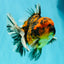 CHUNKY AAA Grade Tiger Oranda Male 5.5 inches #082826OR_07