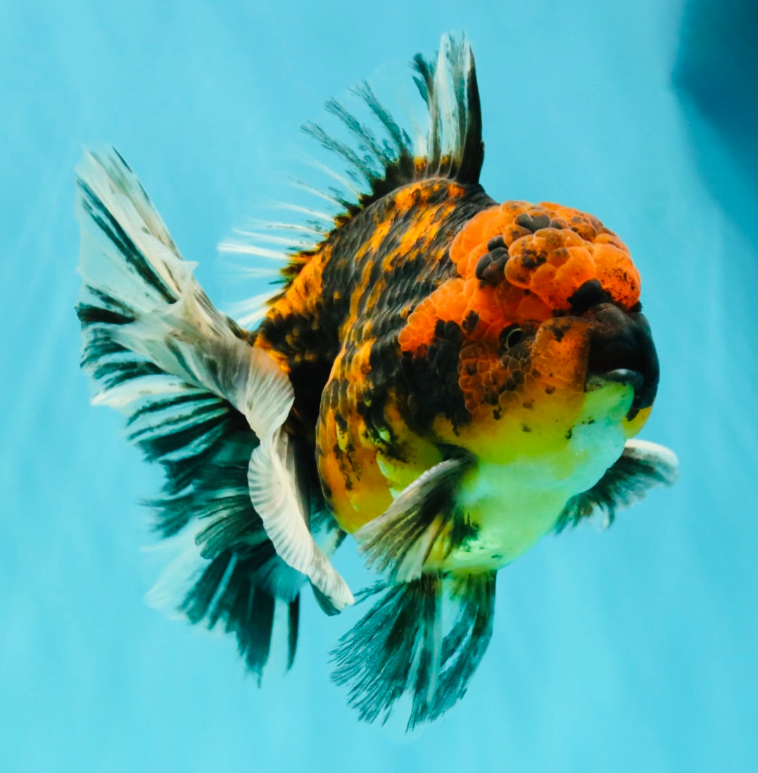 CHUNKY AAA Grade Tiger Oranda Male 5.5 inches #082826OR_07