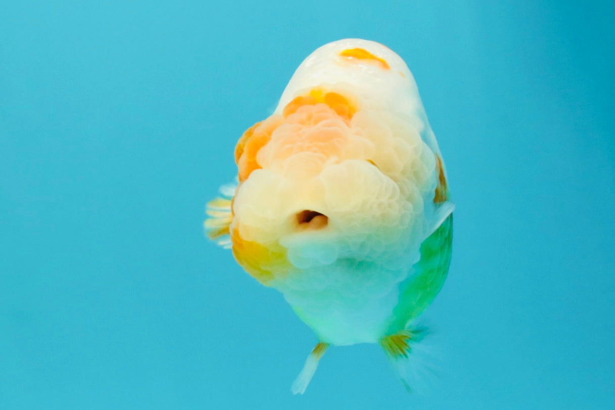 BEAUTY Sakura Chinese Ranchu Male 5-5.5 inches #032026RC_31