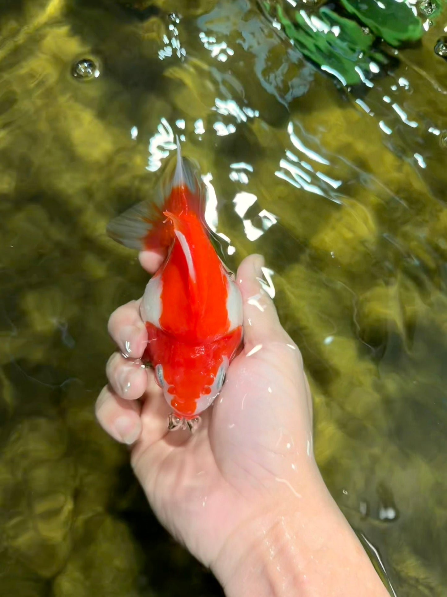 A Grade Red White Ryukin Female 4.5 inches #111425RK_09