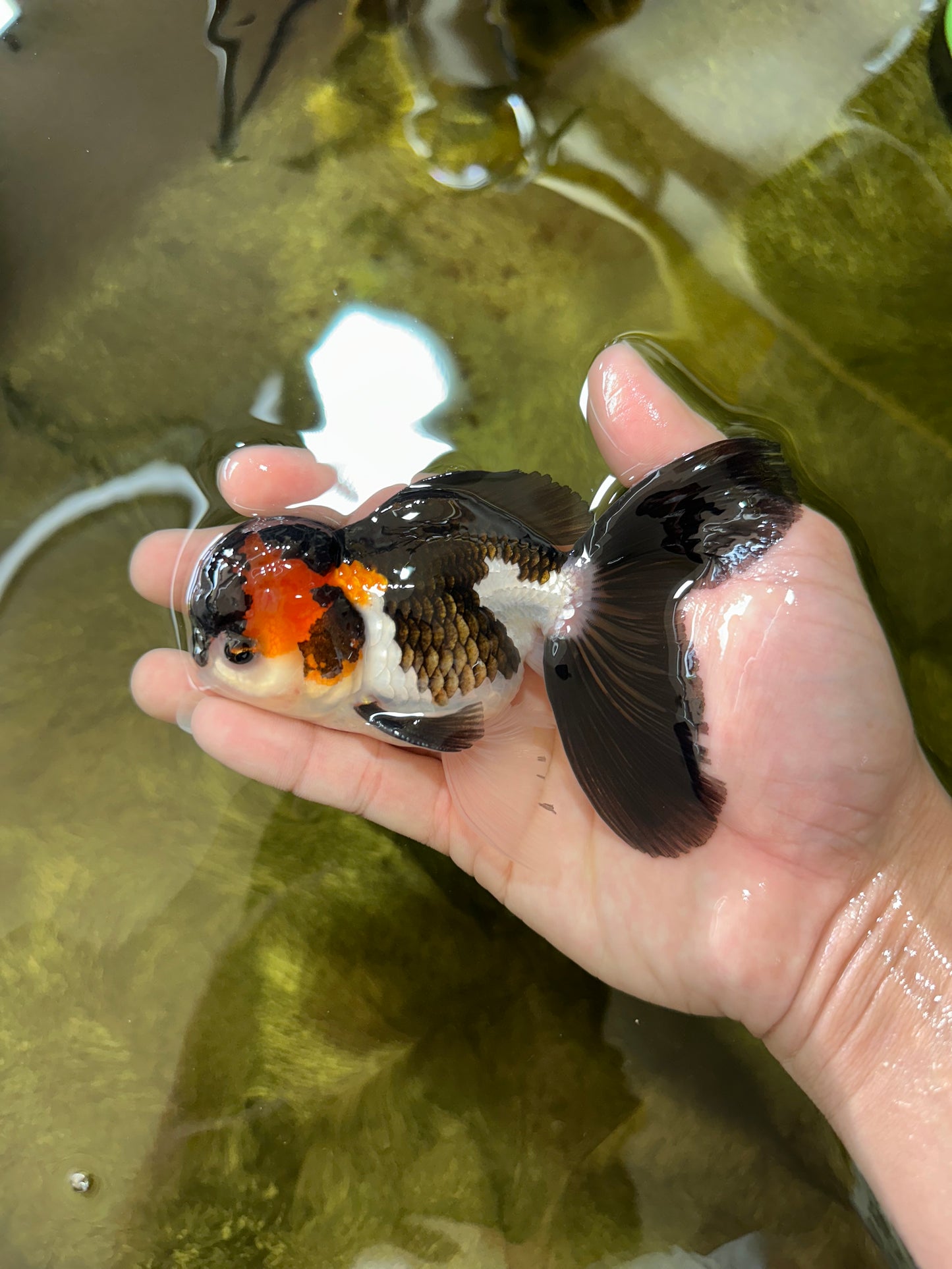 A Grade Tricolor Oranda Male 4.5 inches #050225OR_08