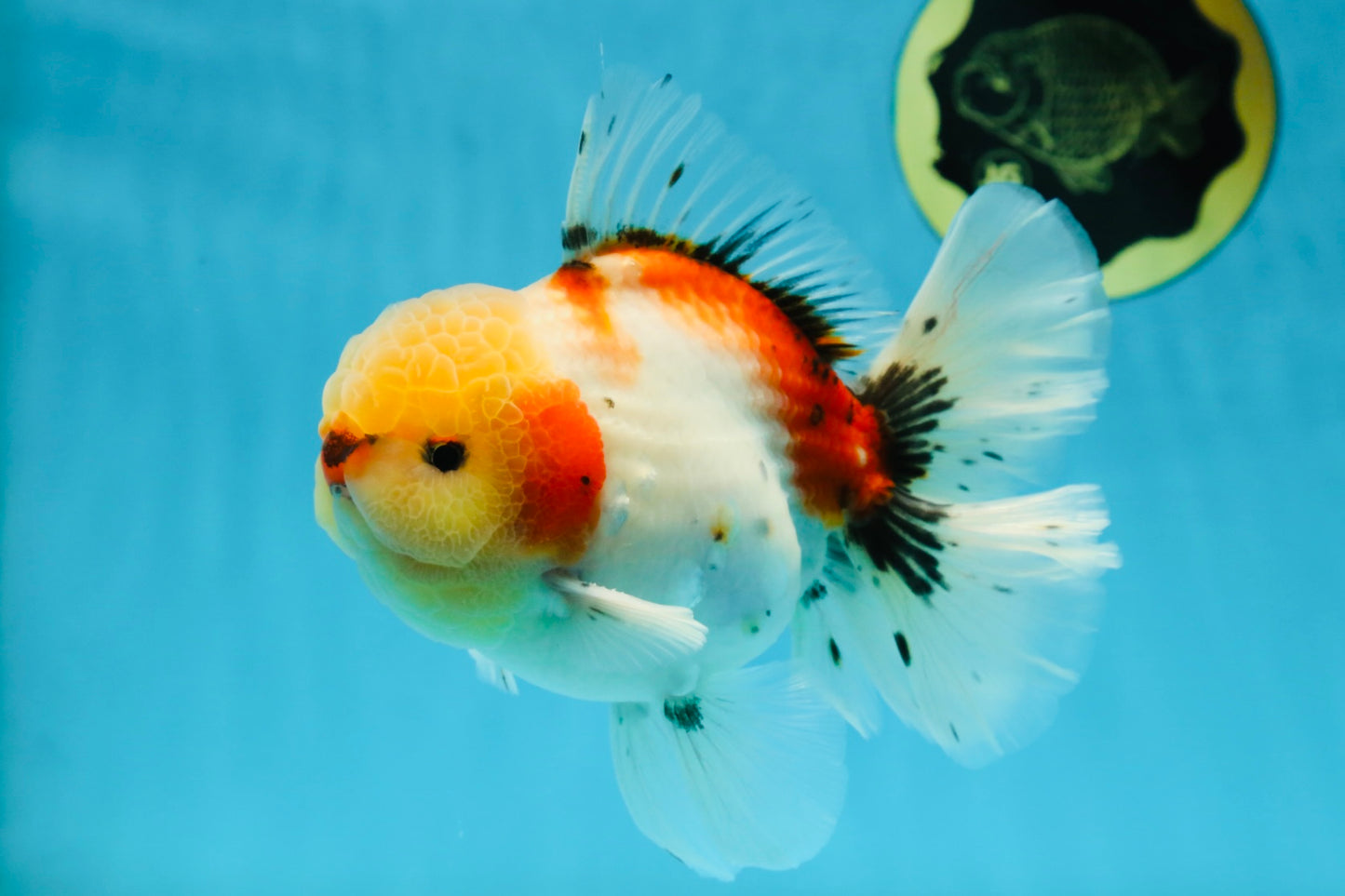 AAA BULL DOG Grade Godzilla Calico Sakura Button Eyes Oranda Male 5.5 inches #051625OR_19