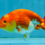 Red White Lionchu Female 4-4.5  inches #121225LC_12