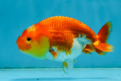 Red White Lionchu Female 4-4.5  inches #121225LC_12