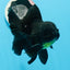 A Grade Black Oranda Male 5.5-6 inches #0726OR_04