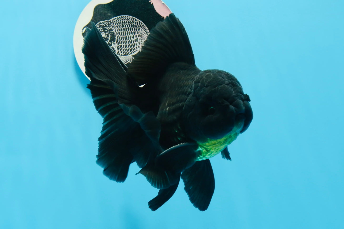 A Grade Black Oranda Male 5.5-6 inches #0726OR_04