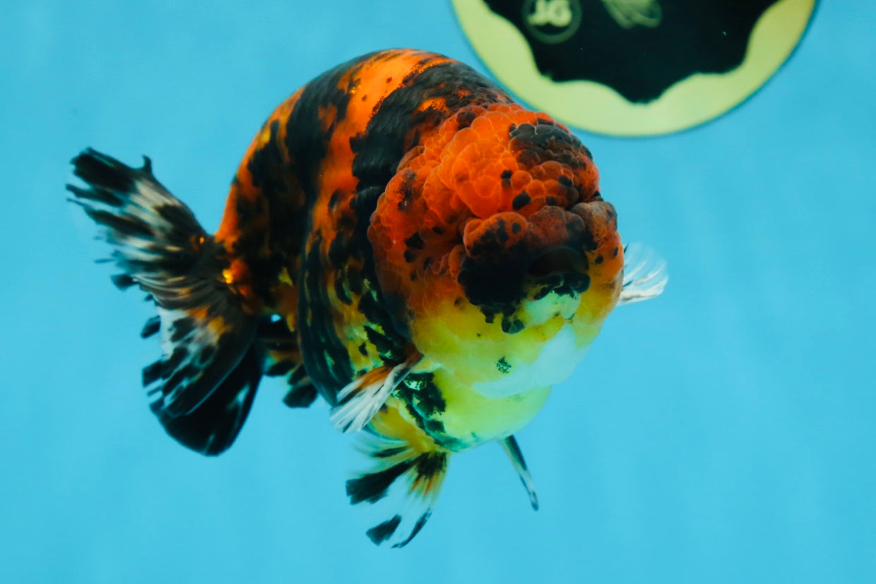 AAA Grade Tiger Female LionKing 5 inches #060625LC_06