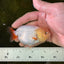 👶 Baby Lemonhead Red White Lionchu Female 3.5 inches #0209LC_16