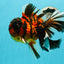 JUMBO MONSTER AAA Grade Tiger Oranda Butterfly Tail Male 6.5-7 inches #1011OR_01