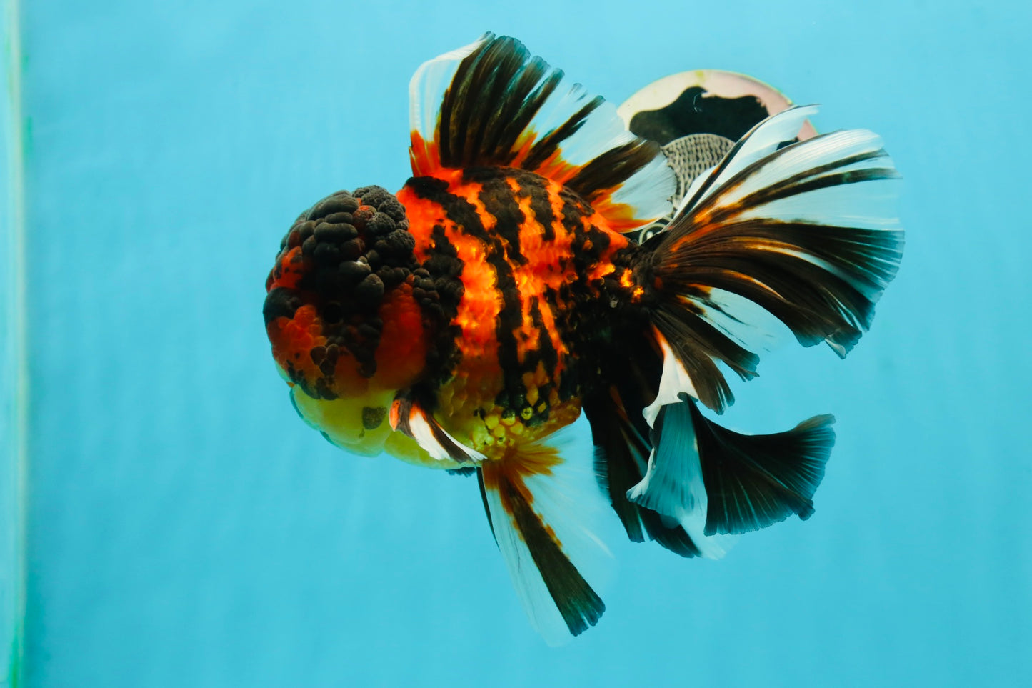 JUMBO MONSTER AAA Grade Tiger Oranda Butterfly Tail Male 6.5-7 inches #1011OR_01