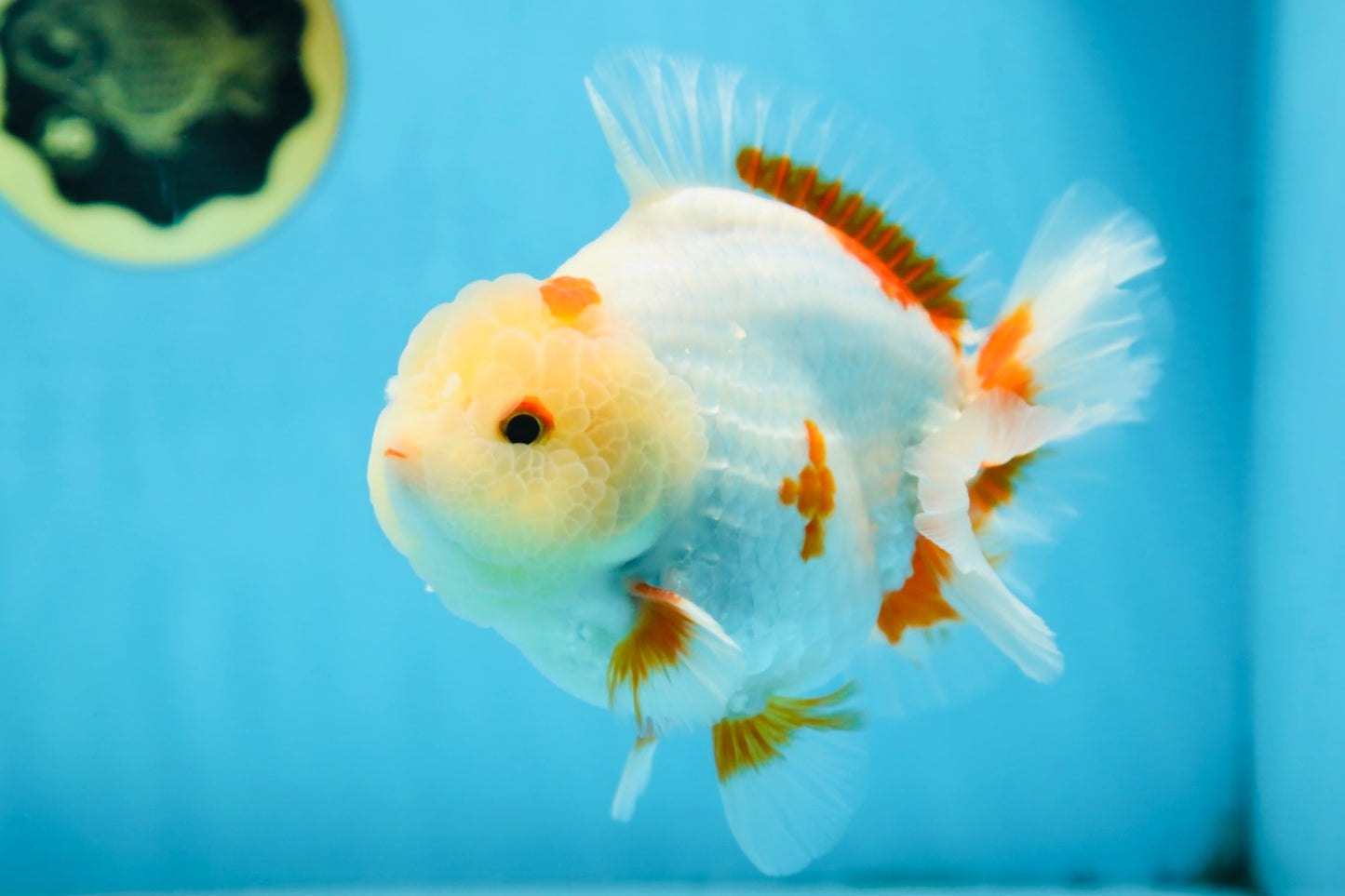 AAA Grade BEAUTIFUL Red White Yuanbao Male 5.5 inches #091225YB_02