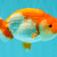 A Grade Red White LionKing 4.5 inches #070326LC_36