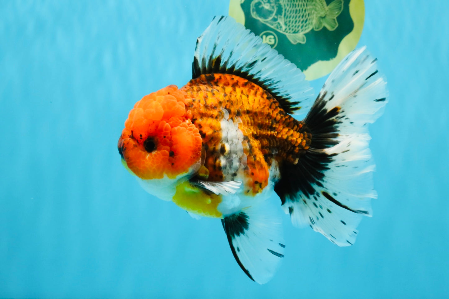 JUMBO A Grade Calico Oranda Male 6-6.5 inches #040326OR_21