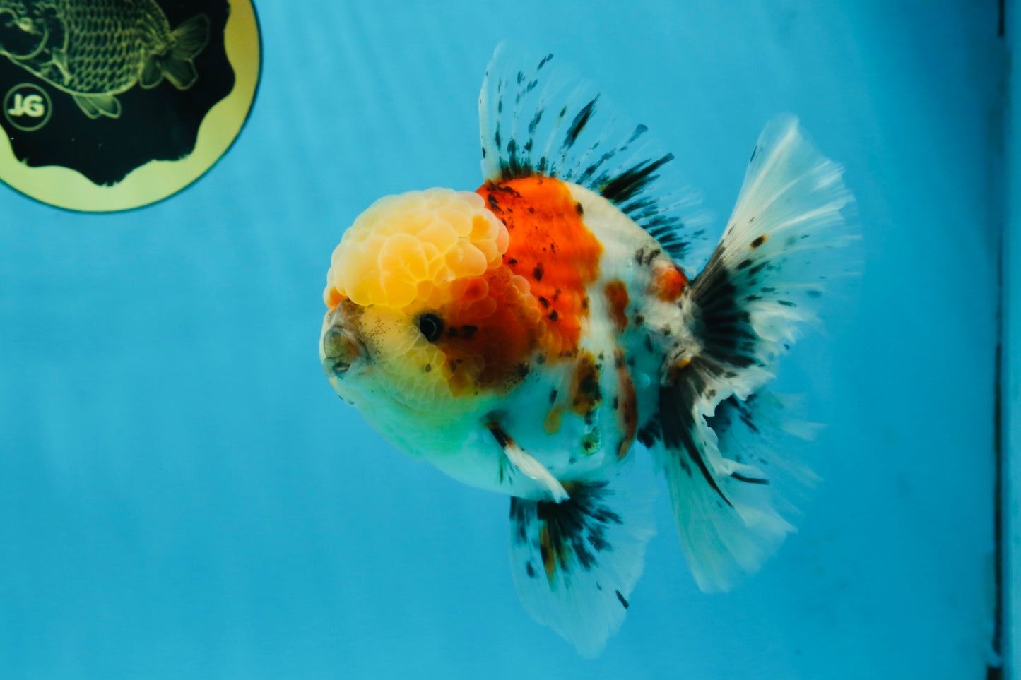 AAA Grade Godzilla Pepper Calico Oranda Male 5-5.5 inches #053025OR_27