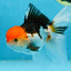 Tricolor Oranda Female 5.5 inches #091225OR_19