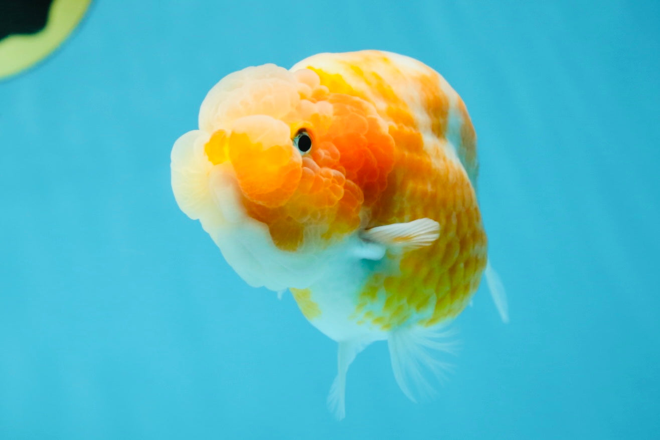 A Grade Sakura LionQueen 4-4.5 inches #050925LC_06