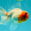 A Grade Sakura Oranda Male 6-6.5 inches #073126OR_17
