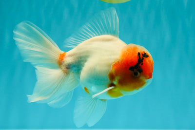 A Grade Sakura Oranda Male 6-6.5 inches #073126OR_17