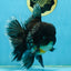 AAA Grade MIDNIGHT Kirin Oranda Male 5.5-6 inches #082925OR_15