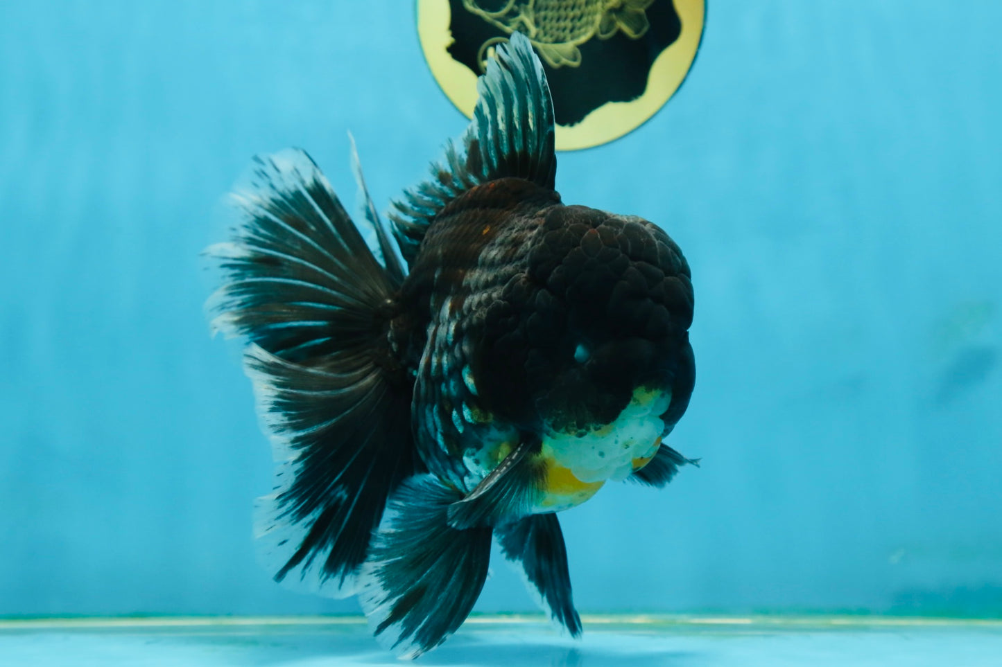 AAA Grade MIDNIGHT Kirin Oranda Male 5.5-6 inches #082925OR_15
