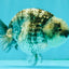 A Grade Tiger Blue Base Ranchu Female 4.5 inches #081426RC_21