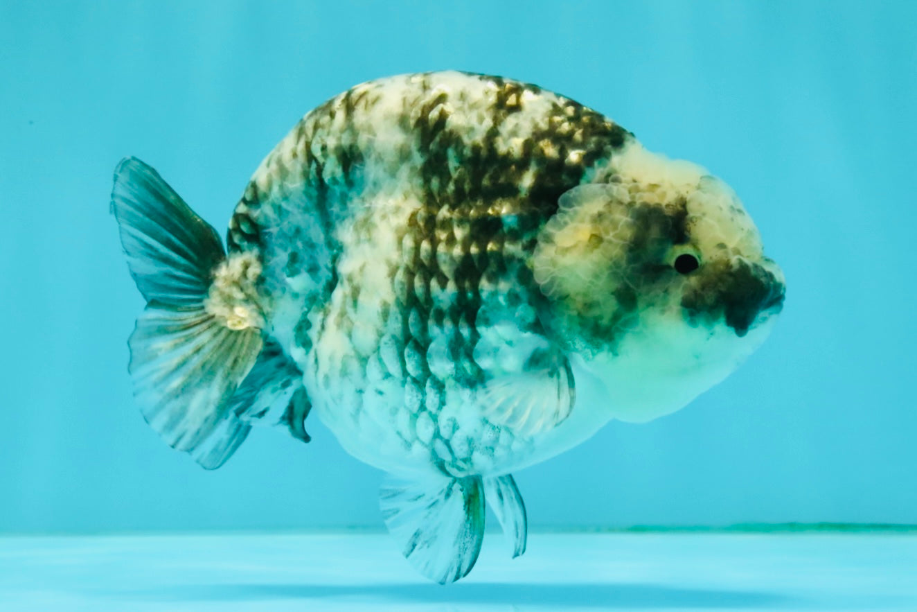 A Grade Tiger Blue Base Ranchu Female 4.5 inches #081426RC_21