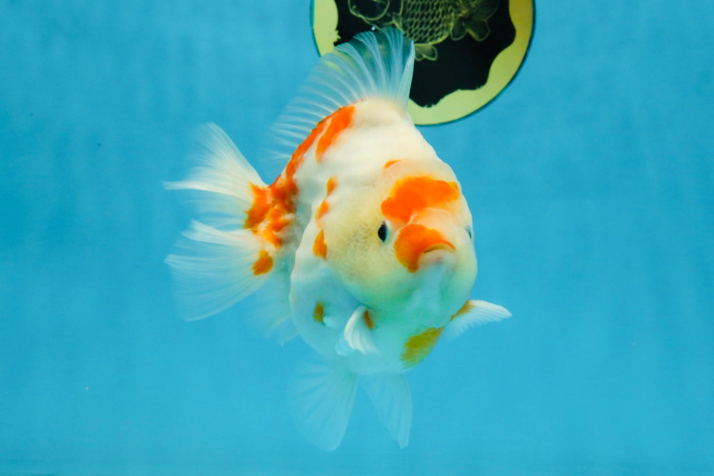 AAA Grade Godzilla Sakura Yuanbao Male 5-5.5 inches #112825YB_18