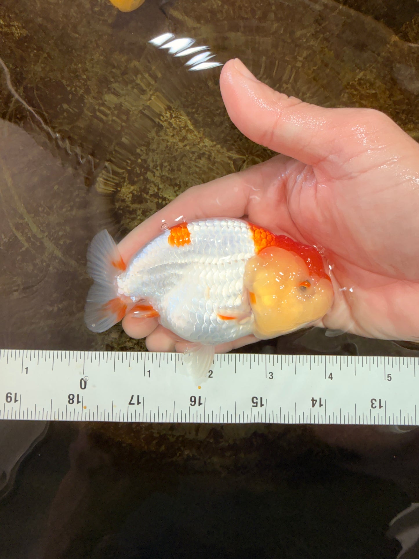 AAA Grade Young Red White Kohaku LionQueen 4 inches #101025LC_09