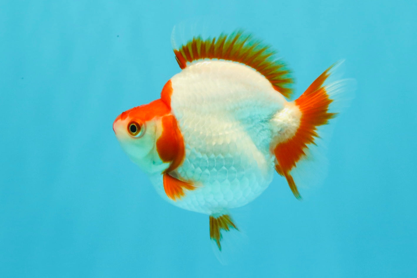 AAA Grade Red White Ryukin Female 4-4.5 inches #030626RK_15