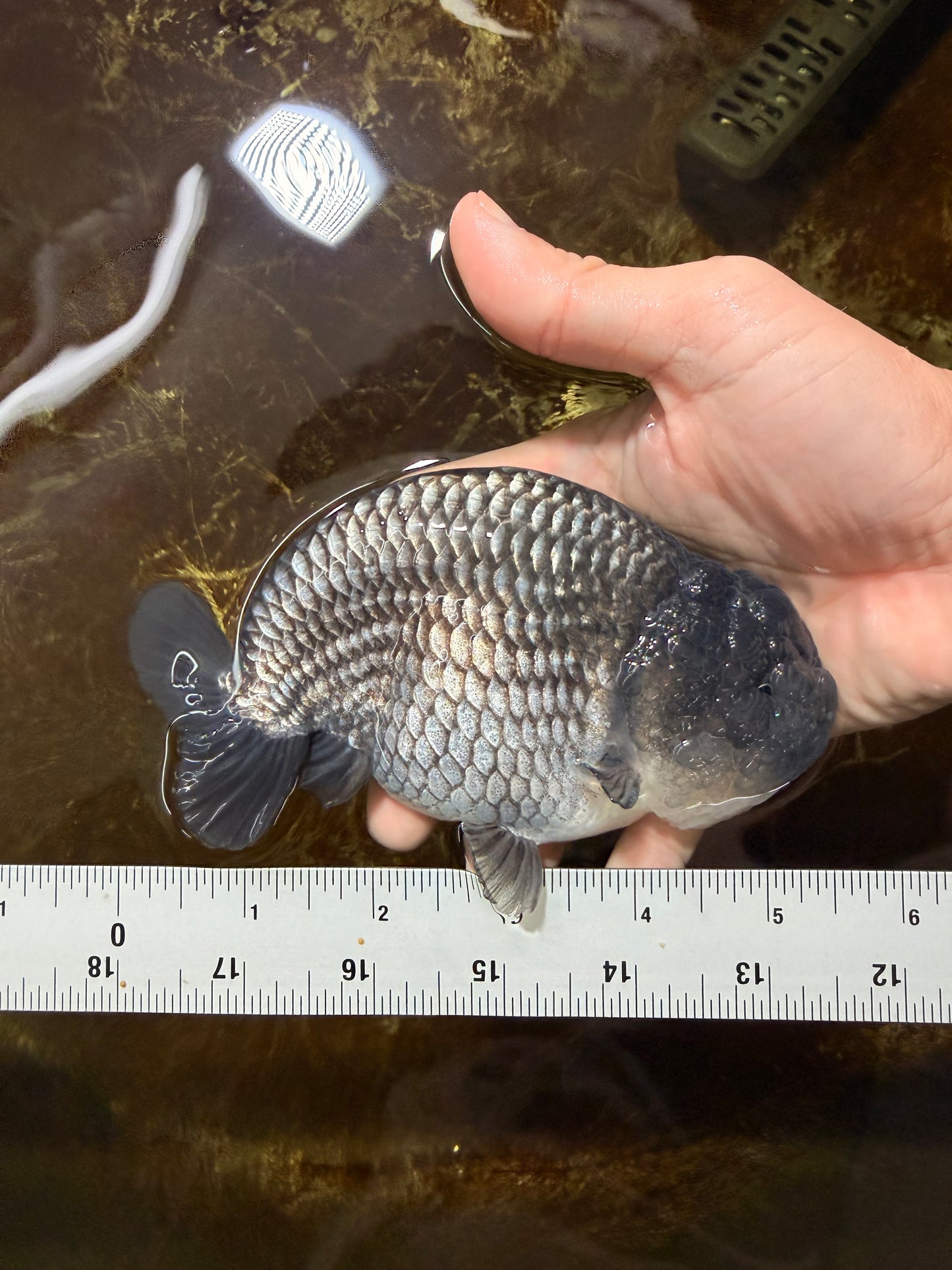 FLUFFY WEN A Grade Black Blue LionKing 5.5 inches #110725LC_16