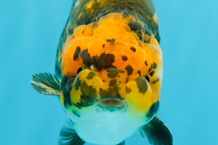 Chinese Apache Ranchu Male 6 inches #041026RC_22